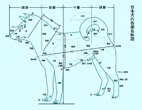 日本犬標準