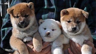 子犬たちアイキャッチ画像