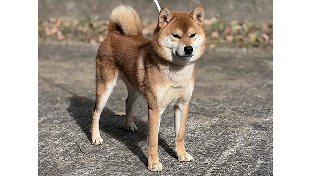 広瀬の勇大号