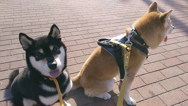 阿弥の優希(黒柴犬)