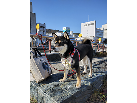 夢千代（黒柴犬）