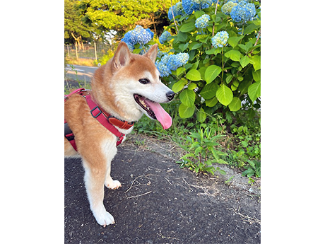 かえで（赤柴犬）