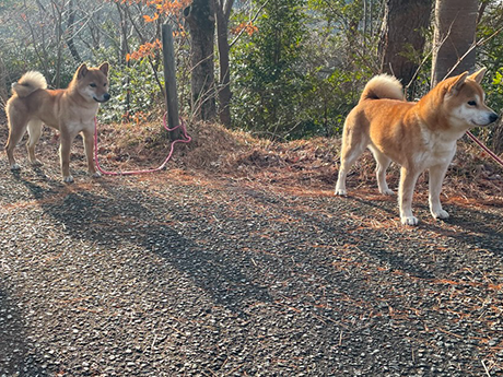 六甲山に囲まれた自然豊かな場所（飼育環境）