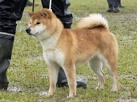 如月の夏鈴号