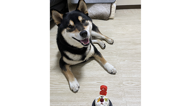 e柴犬ドットコム | 全国の柴犬専門犬舎の情報サイト