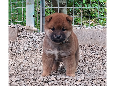 2447-01(赤柴犬)