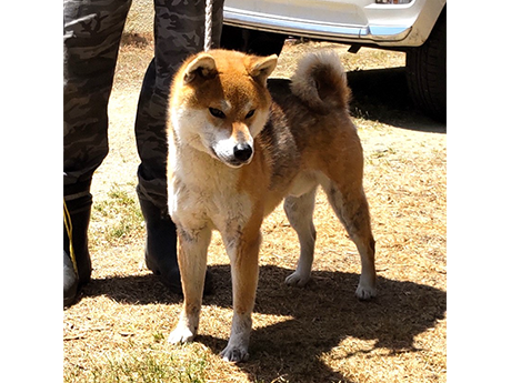 s790(赤柴犬)