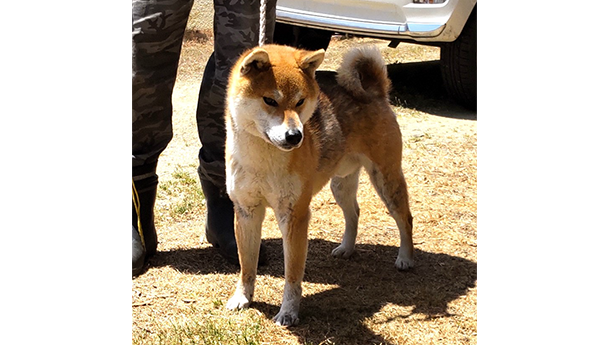 s790（赤柴犬）