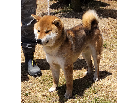s791(赤柴犬)