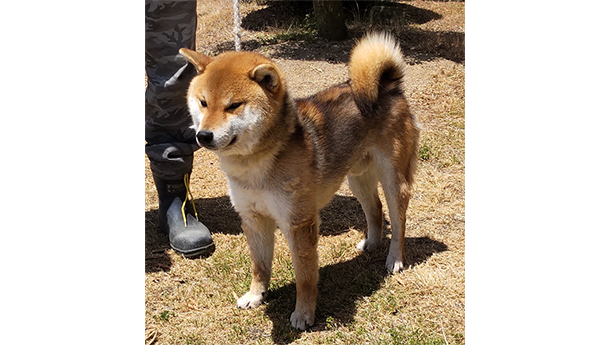 s791（赤柴犬）