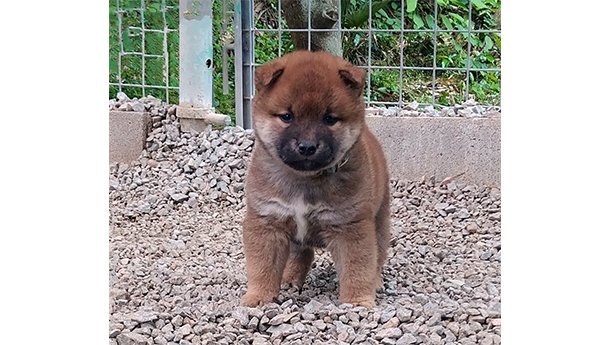 2447-01（赤柴犬）