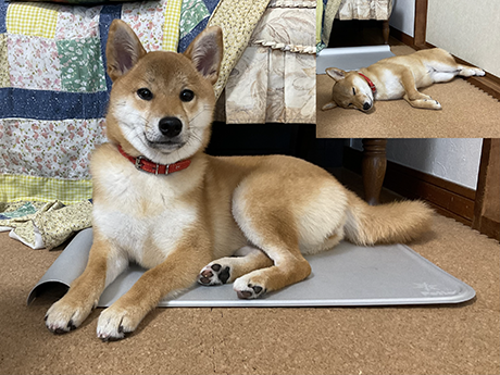 商品レビュー(赤柴犬)