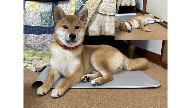 商品レビュー（赤柴犬）