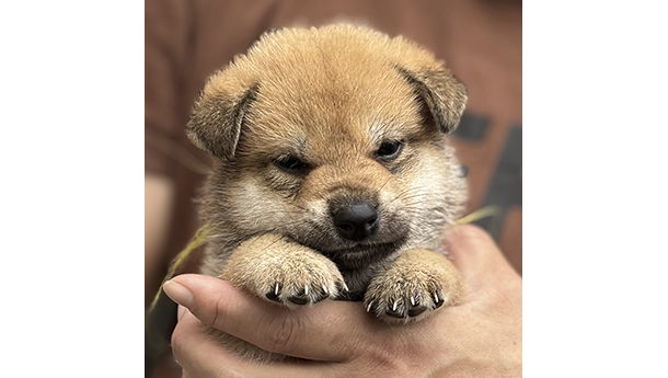 2448-01（赤柴犬）