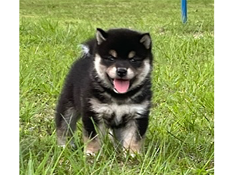 2450-01(黒柴犬)