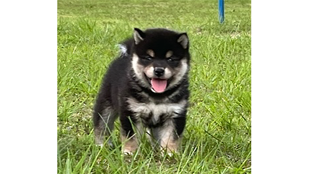 2450-01（黒柴犬）