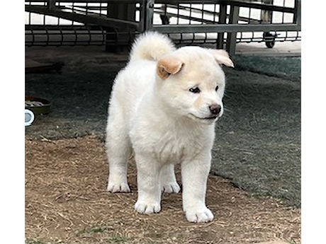 2451-01(白柴犬)