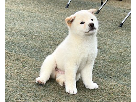 2451-03(白柴犬)