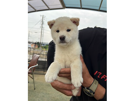 2451-02(白柴犬)