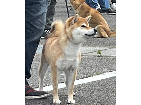 星美香号