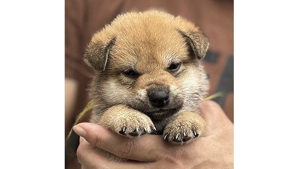 2448-01（赤柴犬）