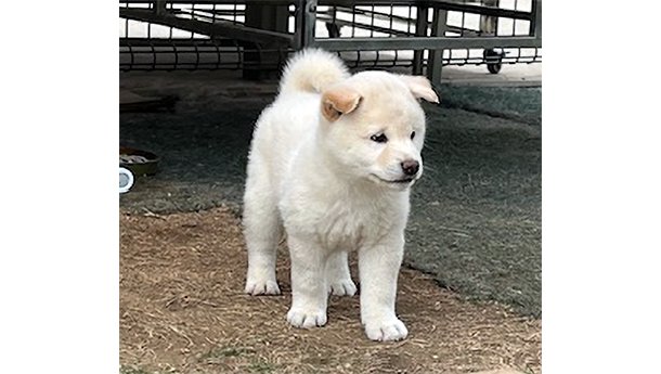 2451-01（白柴犬）