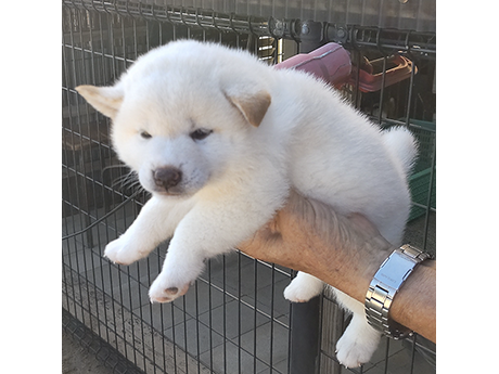 2453-01(白柴犬)