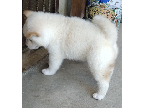 2453-02(白柴犬)