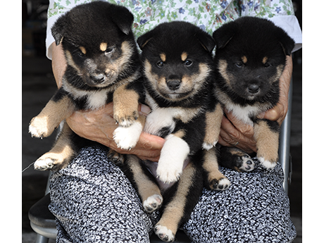 黒柴犬の3兄弟