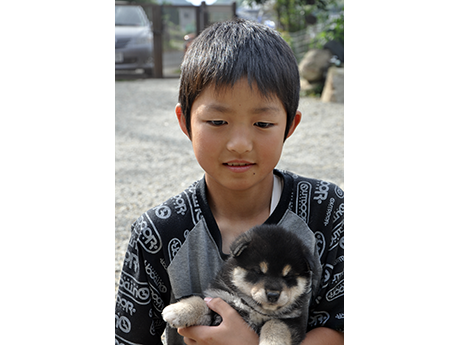 2455-02（黒柴犬）