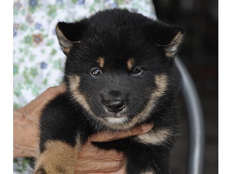 2458-01(黒柴犬)