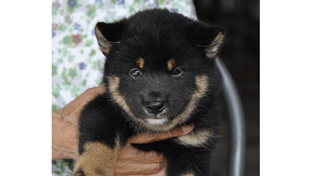 2458-01（黒柴犬）