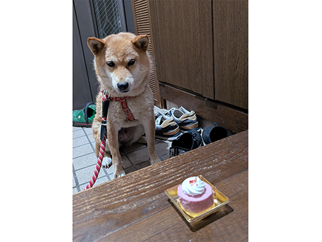 このみちゃん、12歳になりました