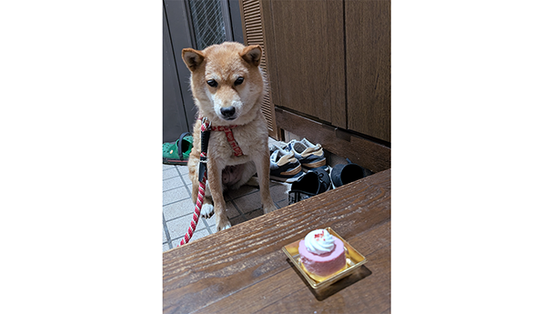 このみちゃん、12歳になりました