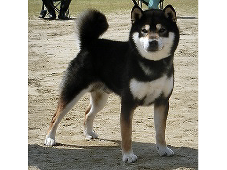黒影号