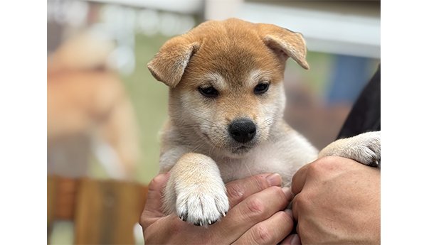 2452-01（赤柴犬）