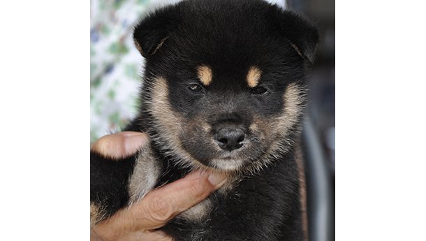 2454-01（黒柴犬）