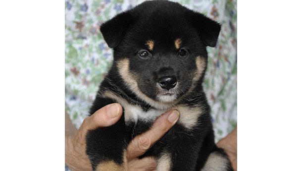 2457-01（黒柴犬）