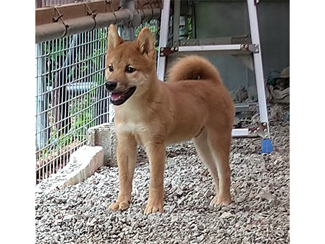 2447-02(赤柴犬)