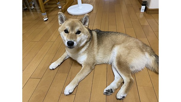 菊花(キク)ちゃん