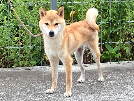 s792（赤柴犬）