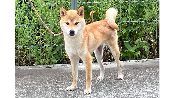 s792（赤柴犬）