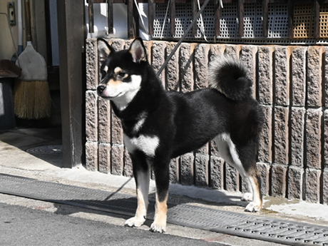 s793(黒柴犬)