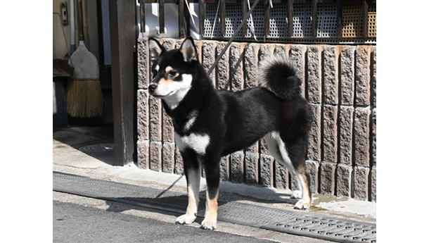 s793（黒柴犬）