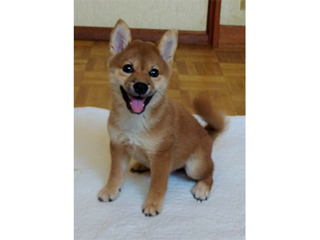 2463-01(赤柴犬)