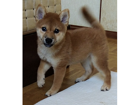 2463-03(赤柴犬)