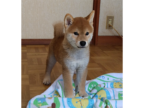 2464-01(赤柴犬)