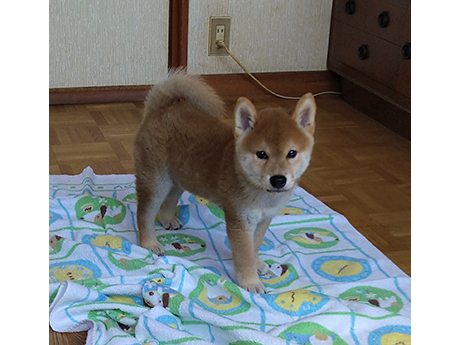 2464-03(赤柴犬)