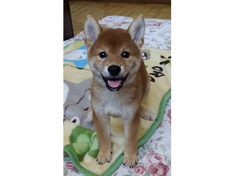 2465-01(赤柴犬)