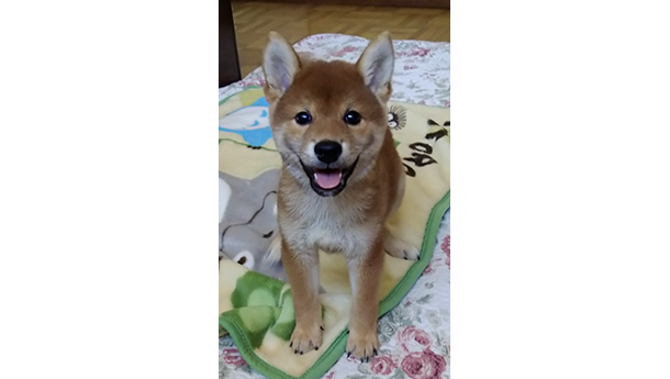2465-01（赤柴犬）